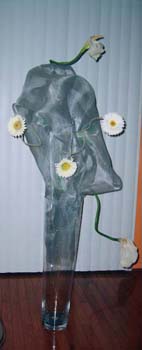 Missing image: Daisy In Mesh